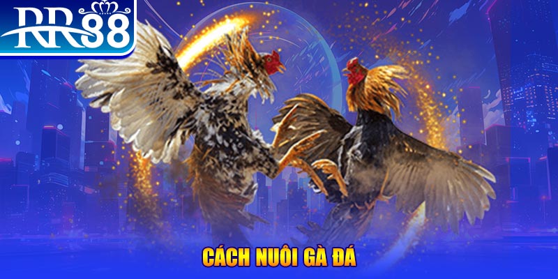 99 win Ws168 Đá Gà